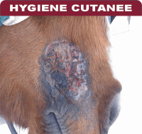 Les problemes de peau, (gale de boue, dermite estivale, photosensibilisation) les blessures