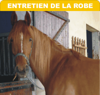 Démélant, shampoing, shampoing sec