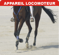 Problémes articulaires ( soulager, prévenir )