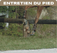 Pas de pieds pas de cheval !