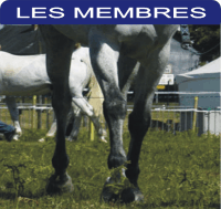 Soins des membres, engorgement, molettes .......etc